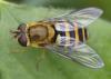 Syrphus sp.